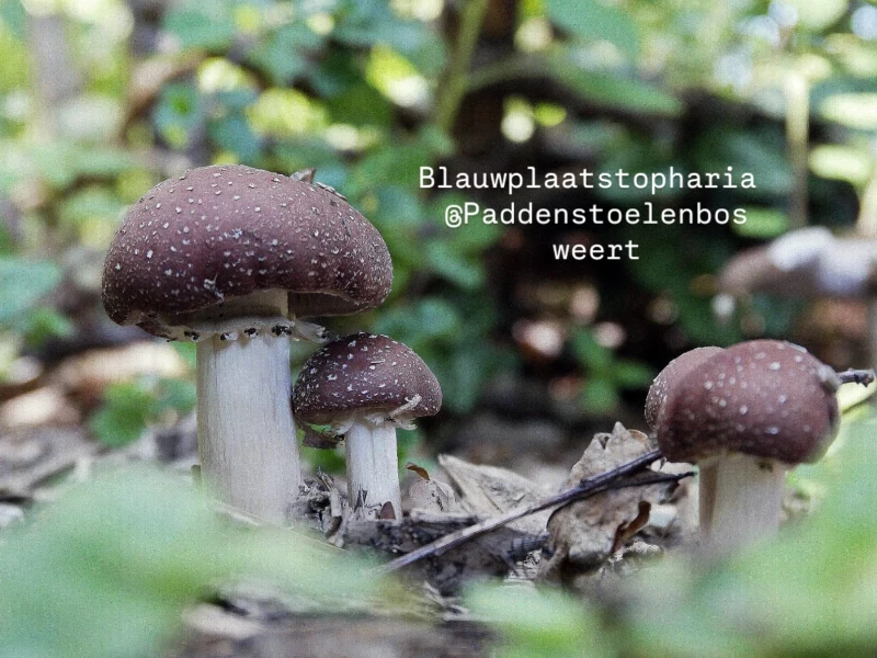 Stichting Paddenstoelenbos