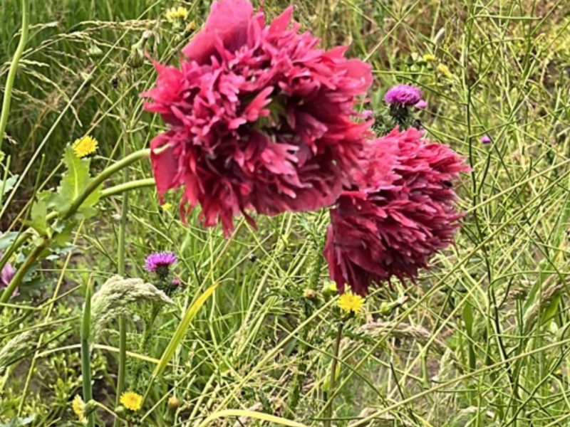 Animus Natura